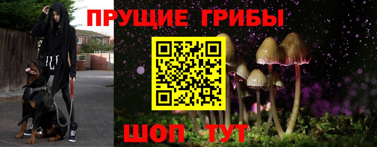 Галлюциногенные грибы Psilocybe  Вход с VPN  Волхов 